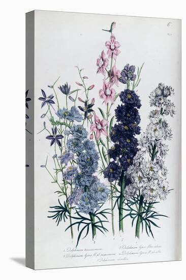Delphiniums, Plate 3 from "The Ladies" Flower Garden", Published 1842-Jane W. Loudon-Stretched Canvas