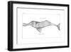 Delphinus Gangeticus (Ganges River Dolphi), 1799-null-Framed Giclee Print