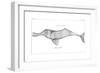 Delphinus Gangeticus (Ganges River Dolphi), 1799-null-Framed Giclee Print