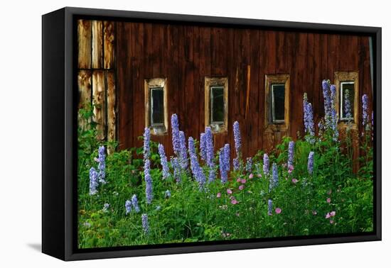 Delpinium Blooms Next to a Barn-Darrell Gulin-Framed Stretched Canvas