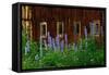 Delpinium Blooms Next to a Barn-Darrell Gulin-Framed Stretched Canvas