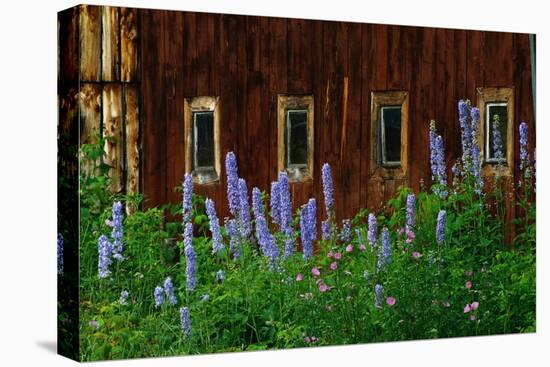 Delpinium Blooms Next to a Barn-Darrell Gulin-Stretched Canvas