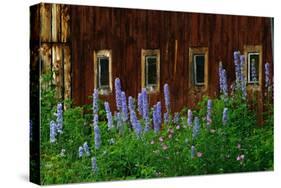 Delpinium Blooms Next to a Barn-Darrell Gulin-Stretched Canvas