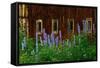 Delpinium Blooms Next to a Barn-Darrell Gulin-Framed Stretched Canvas