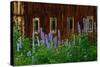 Delpinium Blooms Next to a Barn-Darrell Gulin-Stretched Canvas