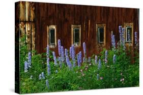 Delpinium Blooms Next to a Barn-Darrell Gulin-Stretched Canvas