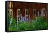 Delpinium Blooms Next to a Barn-Darrell Gulin-Framed Stretched Canvas