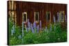 Delpinium Blooms Next to a Barn-Darrell Gulin-Stretched Canvas