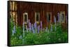 Delpinium Blooms Next to a Barn-Darrell Gulin-Framed Stretched Canvas