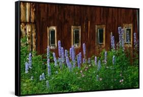 Delpinium Blooms Next to a Barn-Darrell Gulin-Framed Stretched Canvas