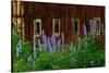 Delpinium Blooms Next to a Barn-Darrell Gulin-Stretched Canvas