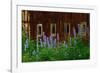 Delpinium Blooms Next to a Barn-Darrell Gulin-Framed Photographic Print