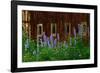 Delpinium Blooms Next to a Barn-Darrell Gulin-Framed Photographic Print