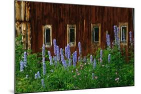 Delpinium Blooms Next to a Barn-Darrell Gulin-Mounted Photographic Print