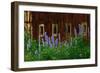 Delpinium Blooms Next to a Barn-Darrell Gulin-Framed Photographic Print