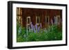 Delpinium Blooms Next to a Barn-Darrell Gulin-Framed Photographic Print