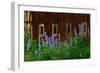 Delpinium Blooms Next to a Barn-Darrell Gulin-Framed Photographic Print