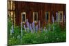 Delpinium Blooms Next to a Barn-Darrell Gulin-Mounted Photographic Print