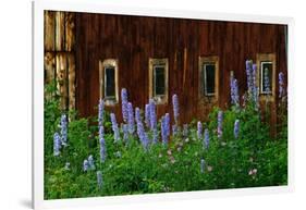 Delpinium Blooms Next to a Barn-Darrell Gulin-Framed Photographic Print