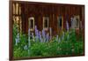 Delpinium Blooms Next to a Barn-Darrell Gulin-Framed Photographic Print