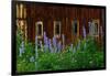 Delpinium Blooms Next to a Barn-Darrell Gulin-Framed Photographic Print