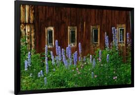 Delpinium Blooms Next to a Barn-Darrell Gulin-Framed Photographic Print