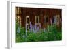 Delpinium Blooms Next to a Barn-Darrell Gulin-Framed Photographic Print