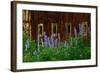 Delpinium Blooms Next to a Barn-Darrell Gulin-Framed Photographic Print