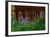 Delpinium Blooms Next to a Barn-Darrell Gulin-Framed Photographic Print