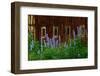 Delpinium Blooms Next to a Barn-Darrell Gulin-Framed Photographic Print