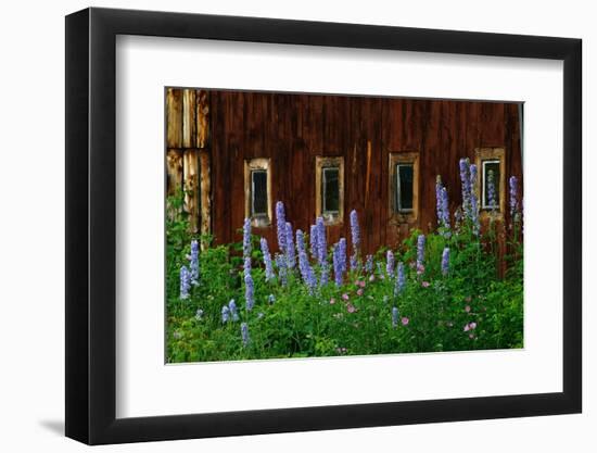 Delpinium Blooms Next to a Barn-Darrell Gulin-Framed Photographic Print