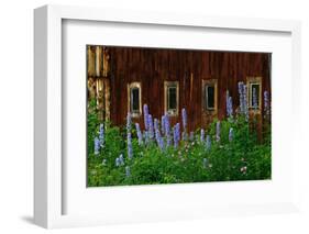 Delpinium Blooms Next to a Barn-Darrell Gulin-Framed Photographic Print