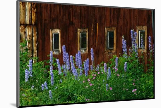 Delpinium Blooms Next to a Barn-Darrell Gulin-Mounted Photographic Print