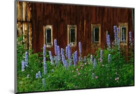 Delpinium Blooms Next to a Barn-Darrell Gulin-Mounted Photographic Print