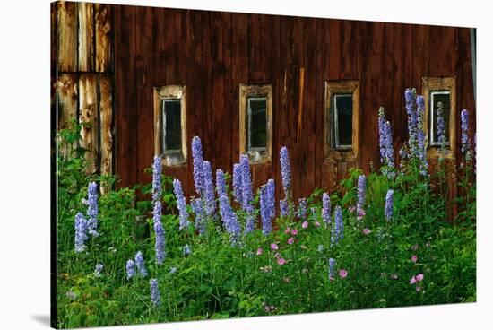 Delpinium Blooms Next to a Barn-Darrell Gulin-Stretched Canvas