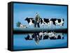 Delta Cows-Lowell Herrero-Framed Stretched Canvas