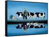 Delta Cows-Lowell Herrero-Framed Stretched Canvas