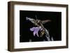 Delta Unguiculatum (Mud Dauber Wasp)-Paul Starosta-Framed Photographic Print