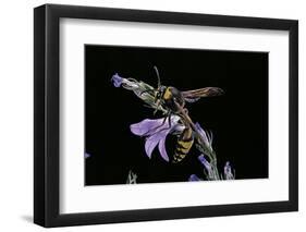 Delta Unguiculatum (Mud Dauber Wasp)-Paul Starosta-Framed Photographic Print