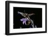 Delta Unguiculatum (Mud Dauber Wasp)-Paul Starosta-Framed Photographic Print