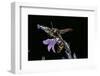 Delta Unguiculatum (Mud Dauber Wasp)-Paul Starosta-Framed Photographic Print