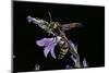 Delta Unguiculatum (Mud Dauber Wasp)-Paul Starosta-Mounted Photographic Print