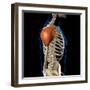 Deltoid muscles isolated in lateral view with human skeleton anatomy.-Hank Grebe-Framed Art Print