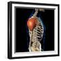 Deltoid muscles isolated in lateral view with human skeleton anatomy.-Hank Grebe-Framed Art Print