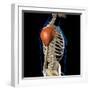 Deltoid muscles isolated in lateral view with human skeleton anatomy.-Hank Grebe-Framed Art Print
