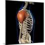 Deltoid muscles isolated in lateral view with human skeleton anatomy.-Hank Grebe-Mounted Art Print