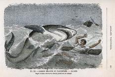 Common Shark (Carcharias Lamia) About to Make a Meal of a Shipwrecked Sailor-Demarle-Laminated Premium Giclee Print
