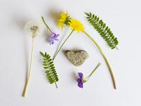 Collection of Wildflowers, Ferns and Heart Shaped Rock-Demelzaandreoli-Framed Photographic Print