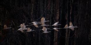 Sandhill Cranes-Deming W-Laminated Photographic Print