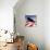 Democrat Silhouette-Linda Braucht-Giclee Print displayed on a wall